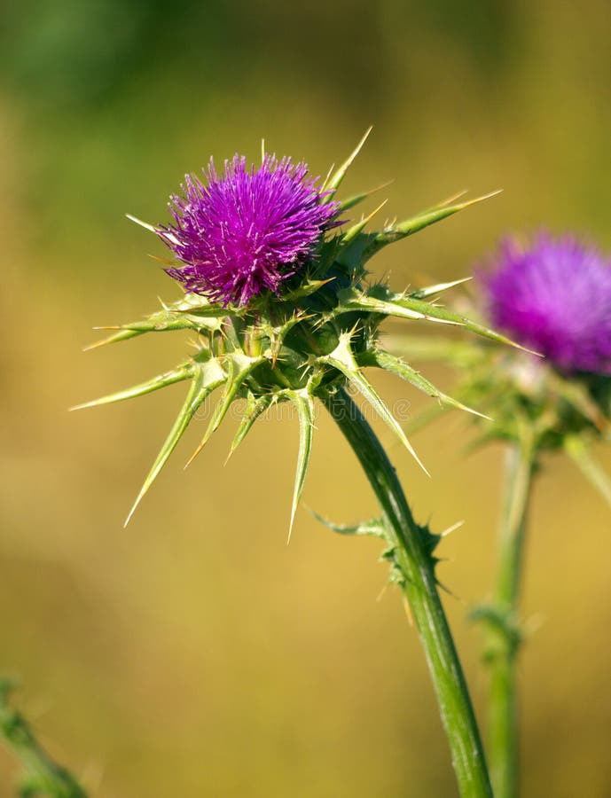 Thistle on blurred background