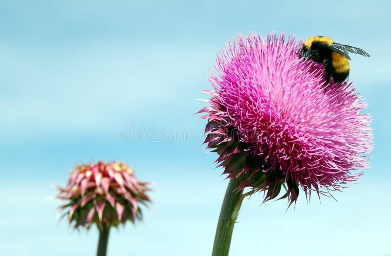 Thistle with Bumble Bee