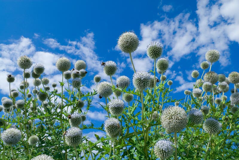 Thistle bush