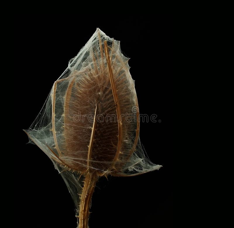 Thistle in cobweb