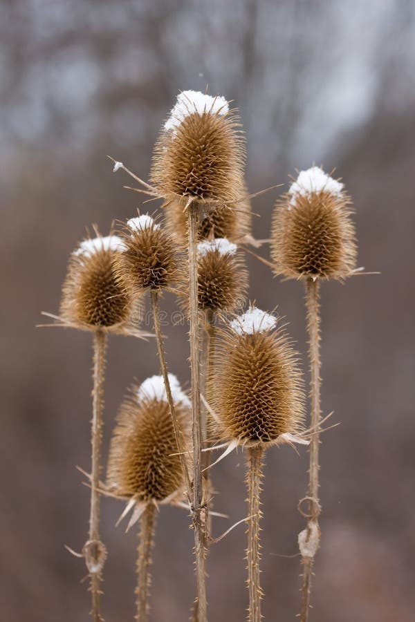 Thistle covered with snow