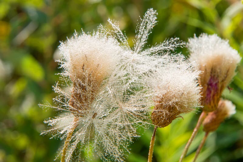 Thistle down stock image. Image of wind, seeds, thistle - 158190835