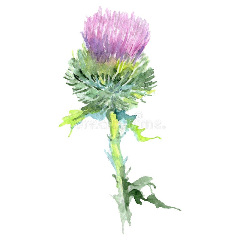 Hand Painted Wedding Invitation Thistle Flowers Watercolor Set Greeting Cards Digital Flowers Free Commercial Use Clipart DIY Invites