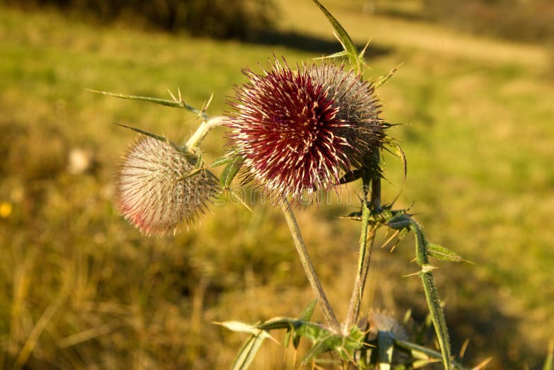 Kvet bodliaka počas jesennej sezóny, Slovensko