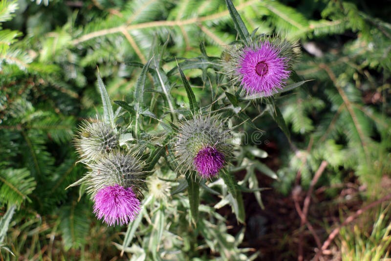Thistle Flower, Symbol of Scotland Stock Photo Image of beautiful