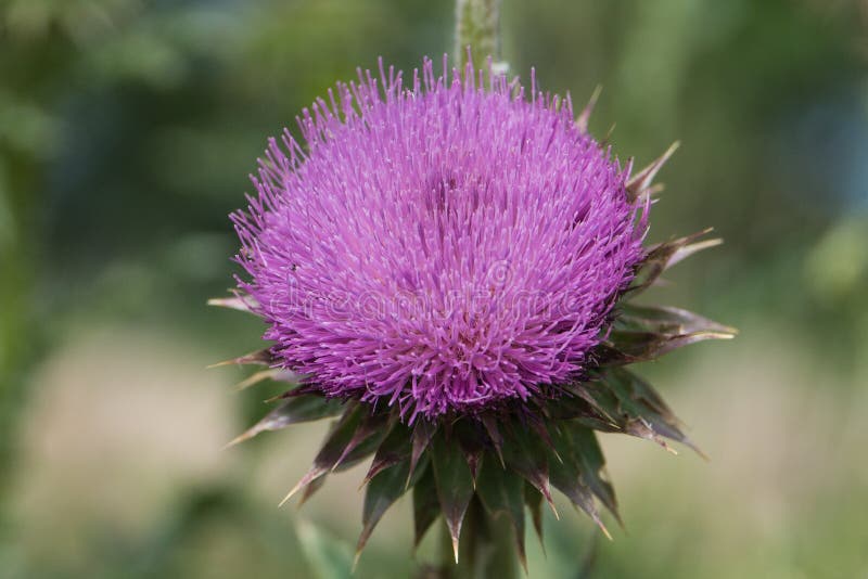 Thistle Flower in Colorado stock image. Image of denver 189389791