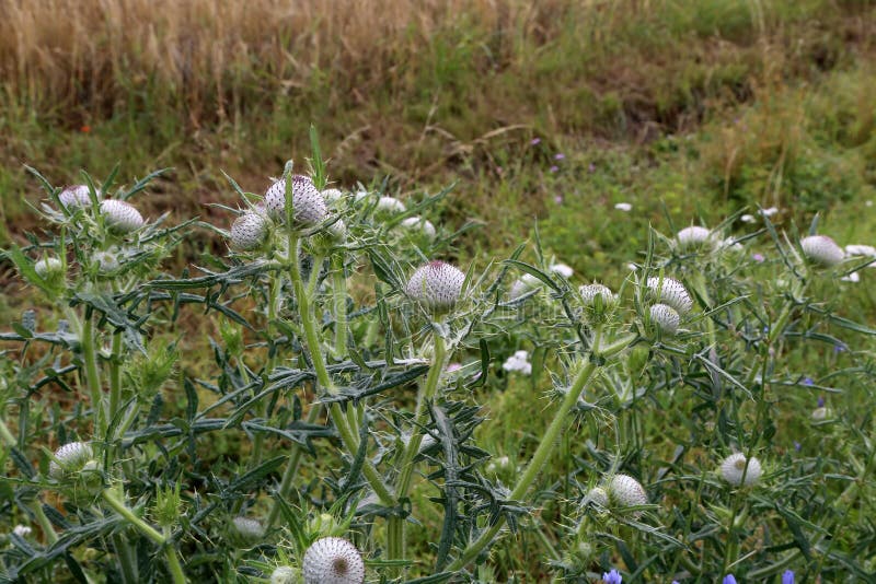 Thistle Flower in the Field in Summer Stock Photo Image of beauty