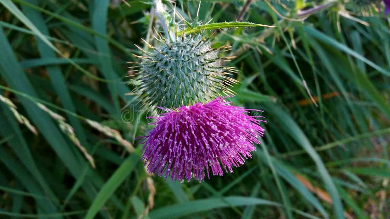 Thistle flower grows in the countryside royalty free stock photo Thistle flower grows in the countryside royalty free stock photo