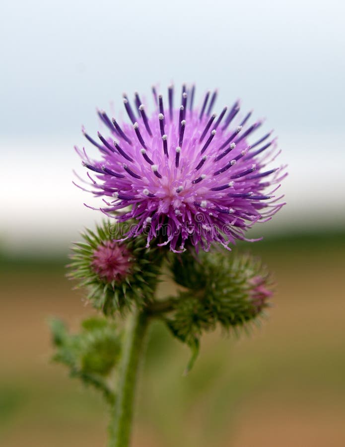 Thistle flower stock photo. Image of botanical, season 55921314