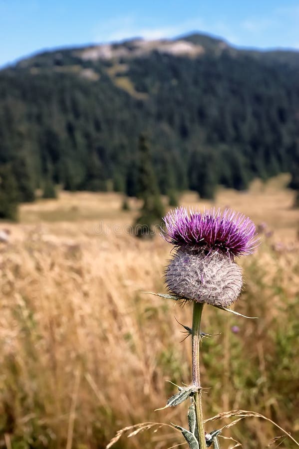 Thistle flower