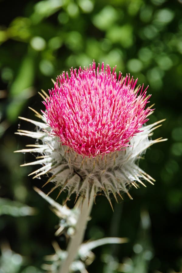 Pink thistle stock image. Image of color, plant, flower 74424321