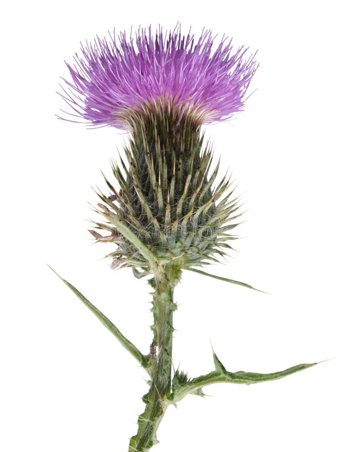 440 Scottish Thistle White Background Stock Photos Free & Royalty