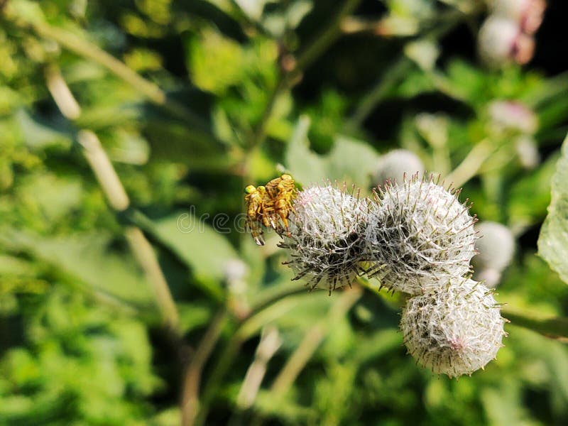 Thistle flowerin the nature in the green grass in the nature or garden