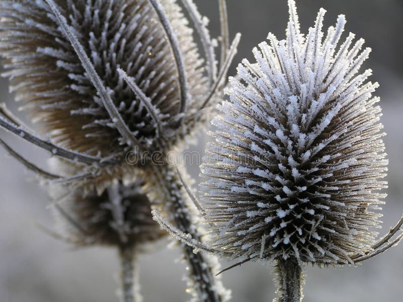 Thistle with ice