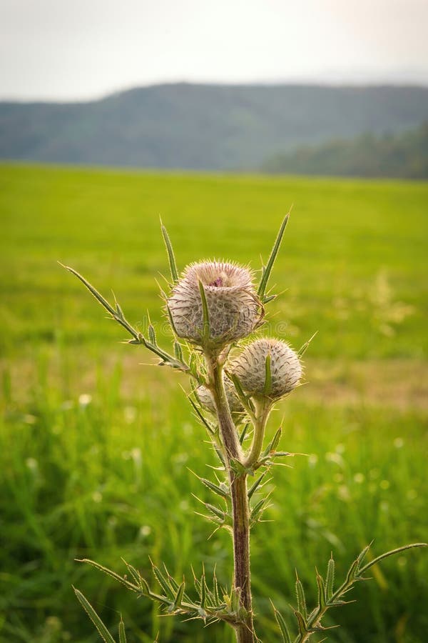 Thistle in the meadow in summer