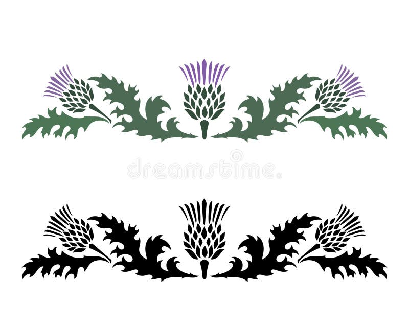 Thistle. Onopordum acanthium. Scottish Thistle