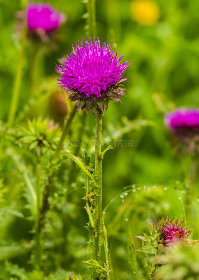 Thistle. Pink Milk Thistle Flower in Bloom in Spring Stock Photo