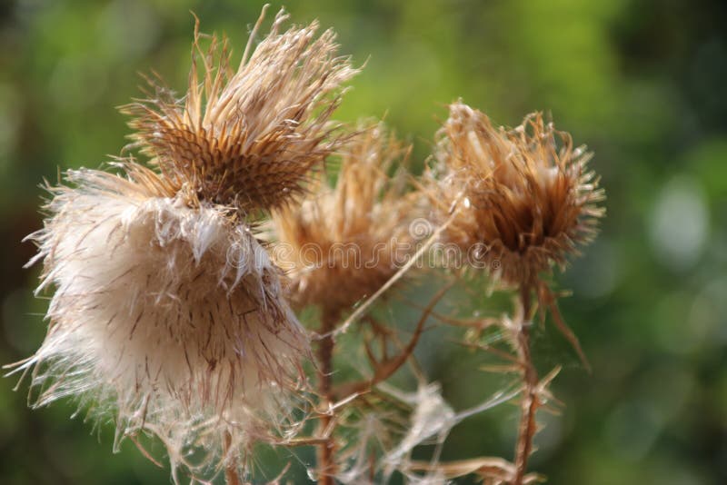 Thistle plant blown in seeds after growing in public park Hitland in Nieuwerkerk aan den IJssel stock photos Thistle plant blown in seeds after growing in public park Hitland in Nieuwerkerk aan den IJssel stock photos