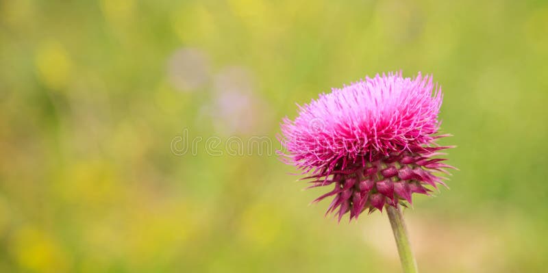 Thistle plant Silybum marianum blooming stock photo