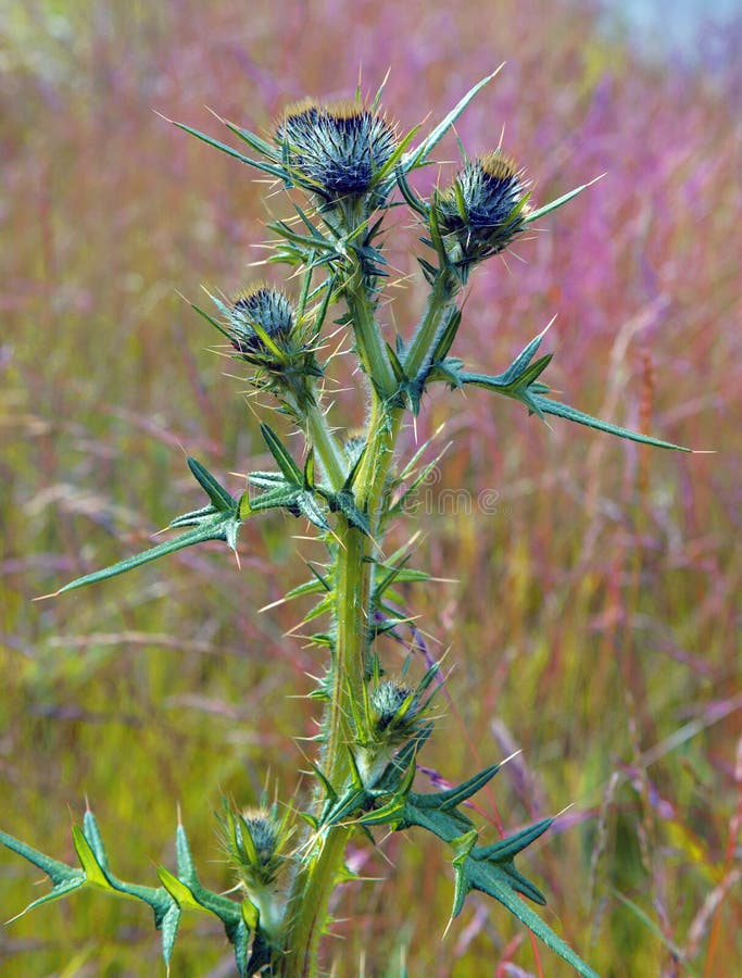 Wild Scottish Thistle Growing in Fields and Meadows. Stock Image