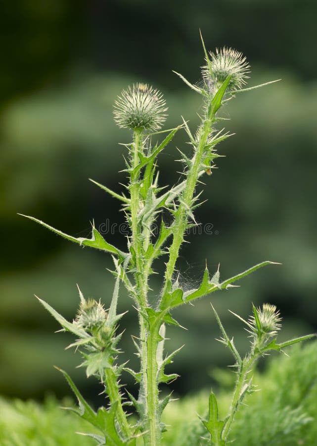 Thistle, teasel
