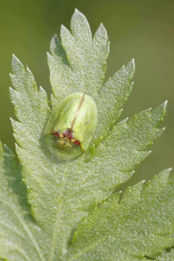 Thistle tortoise beetle