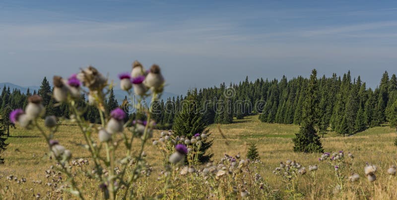 Thistle under Velky Choc hill in north Slovakia in summer