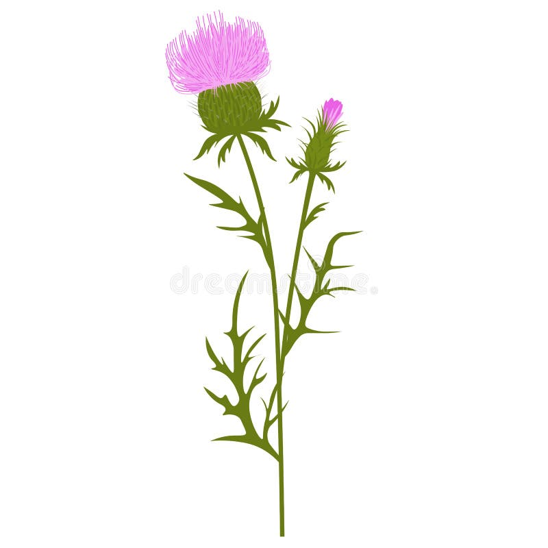 Thistle Vector Stock Illustration. Stock Vector - Illustration of ...