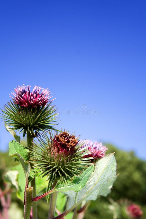 Thistle weed wild flower