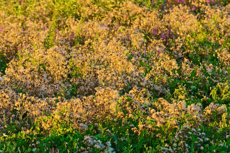 Biebrza National Park. Thistle flowers blossom shedding its seeds on meadow, lightened by evening sun. Selective focus. Biebrza National Park. Thistle flowers blossom shedding its seeds on meadow, lightened by evening sun. Selective focus.