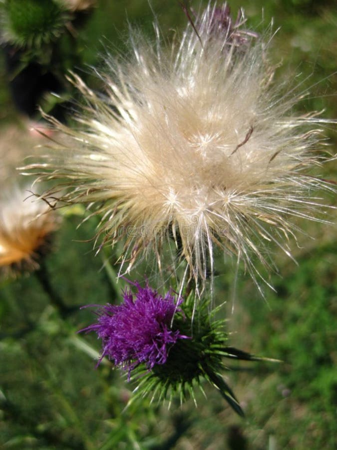 Thistledownandthistleflower Picture. Image 87858794