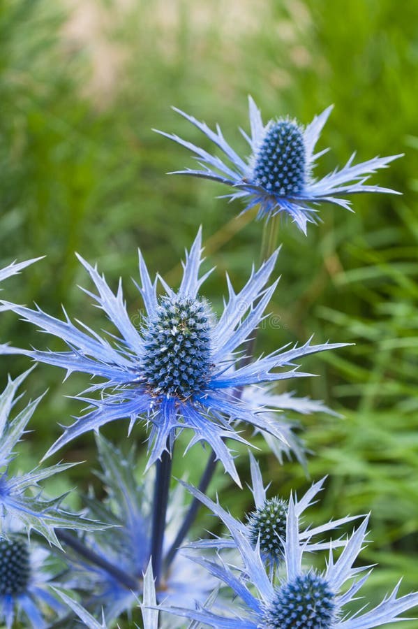РЎРёРЅРµРіРѕР»РѕРІРЅРёРє Sapphire Blue