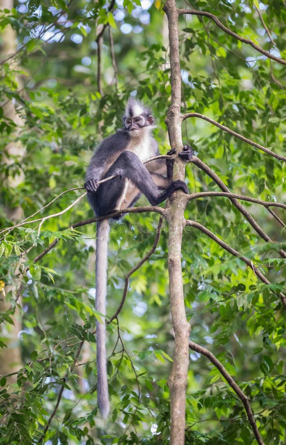 Thomas Langur sits on a high branch, and its long tail hangs Singapore stock photography Thomas Langur sits on a high branch, and its long tail hangs Singapore stock photography