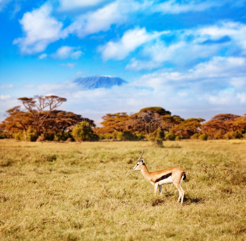 Kilimanjaro and thomson`s gazelle or tommie stand on the pasture in Kenya over. Kilimanjaro and thomson`s gazelle or tommie stand on the pasture in Kenya over