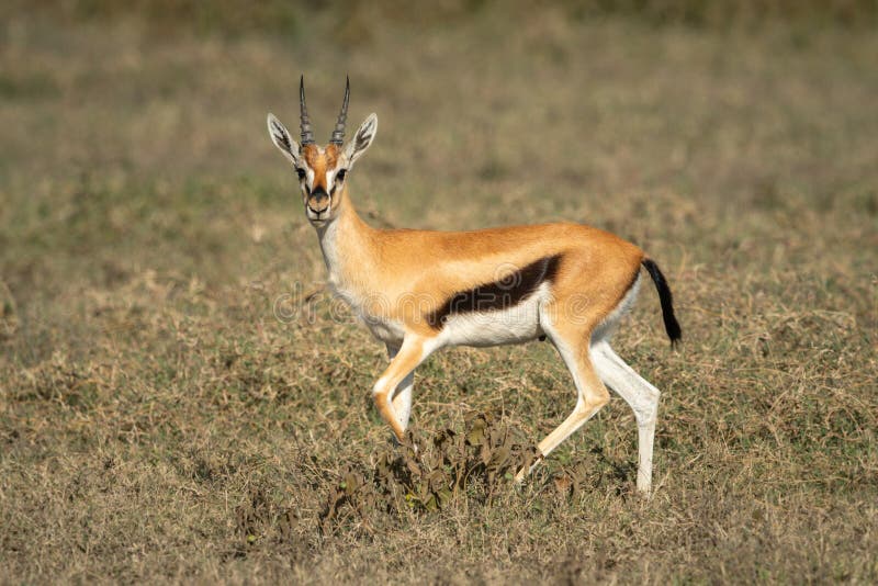 Thomson Gazelle Running Across Savannah Facing Camera Stock Photo - Image  of crossing, grassland: 180084586