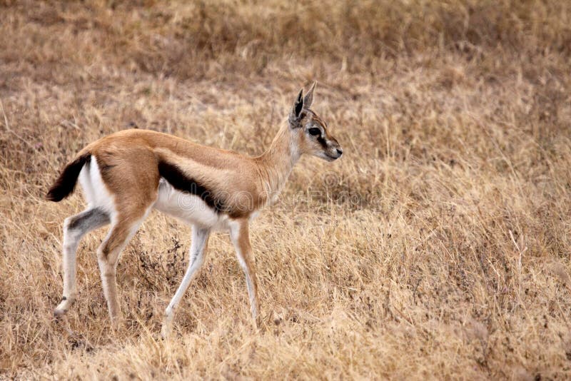 Thomson's Gazelle - Juvenile stock photo