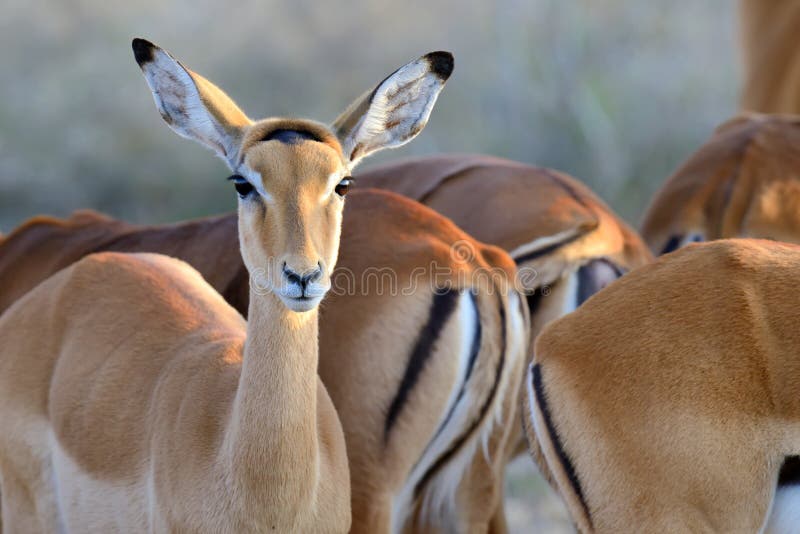 Thomson's gazelle on savanna in Kenya, Africa. Thomson's gazelle on savanna in Kenya, Africa