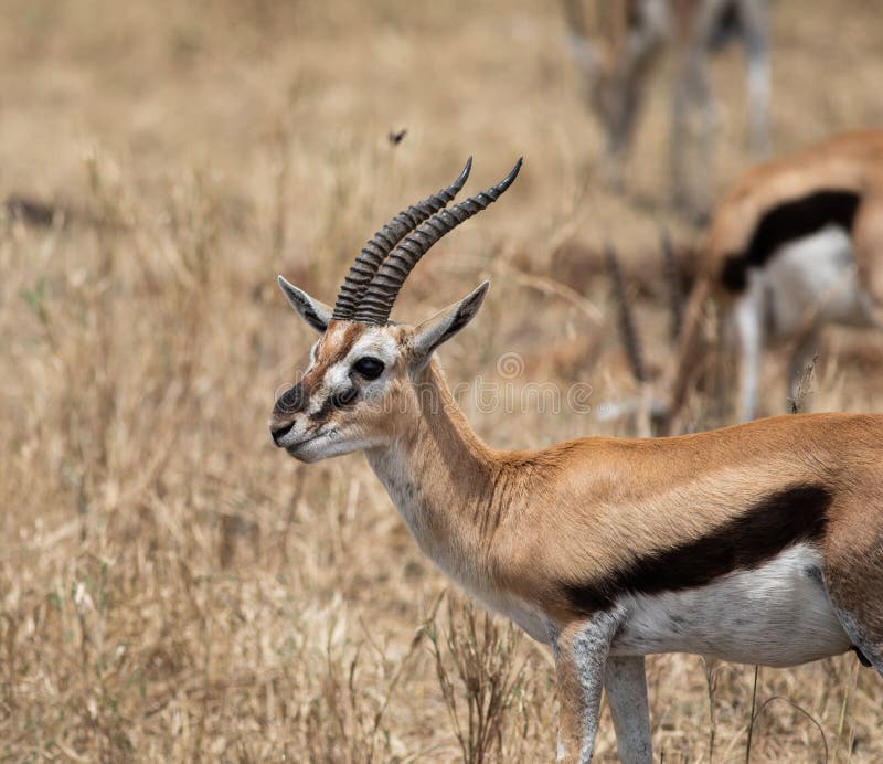 Young Thomson’s Gazelle standing in the grass in the Serengeti National Park. Young Thomson’s Gazelle standing in the grass in the Serengeti National Park