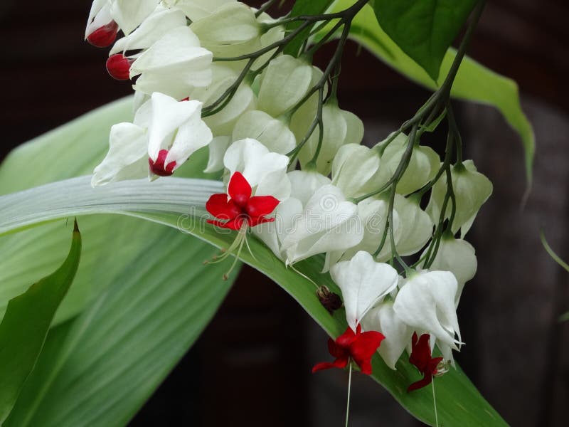 Flower of Clerodendrum thomsoniae - bleeding heart. Flower of Clerodendrum thomsoniae - bleeding heart