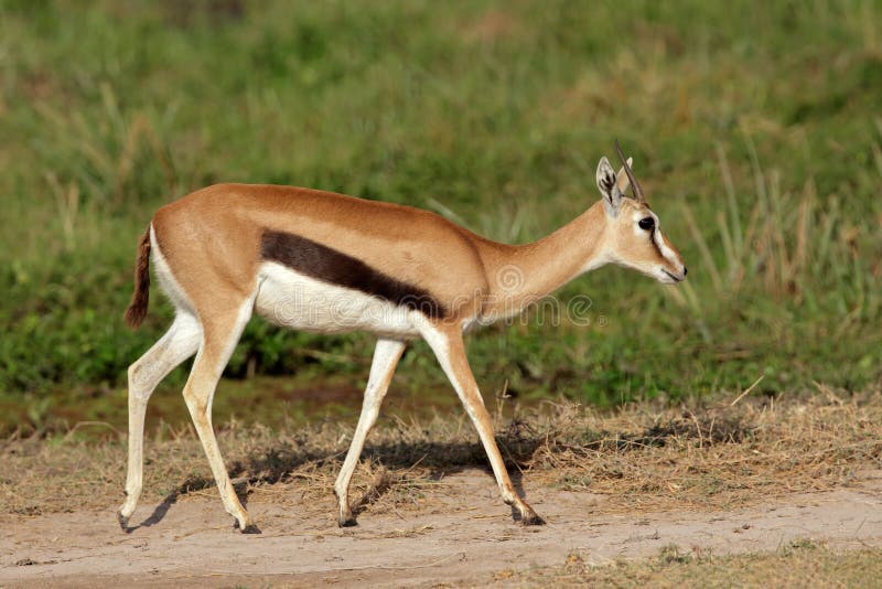 Thomsons gazelle (Eudorcas thomsonii), Amboseli National Park, Kenya. Thomsons gazelle (Eudorcas thomsonii), Amboseli National Park, Kenya