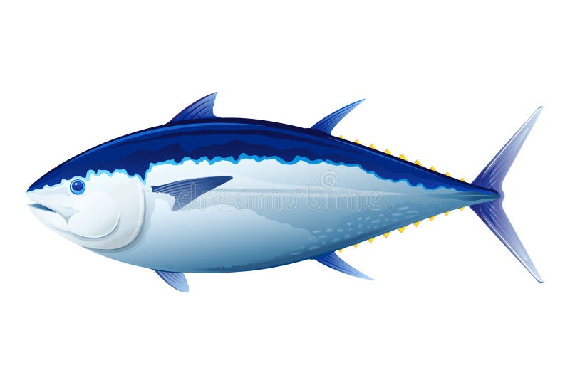 Atlantic bluefin tuna, realistic sea fish illustration, isolated. Atlantic bluefin tuna, realistic sea fish illustration, isolated