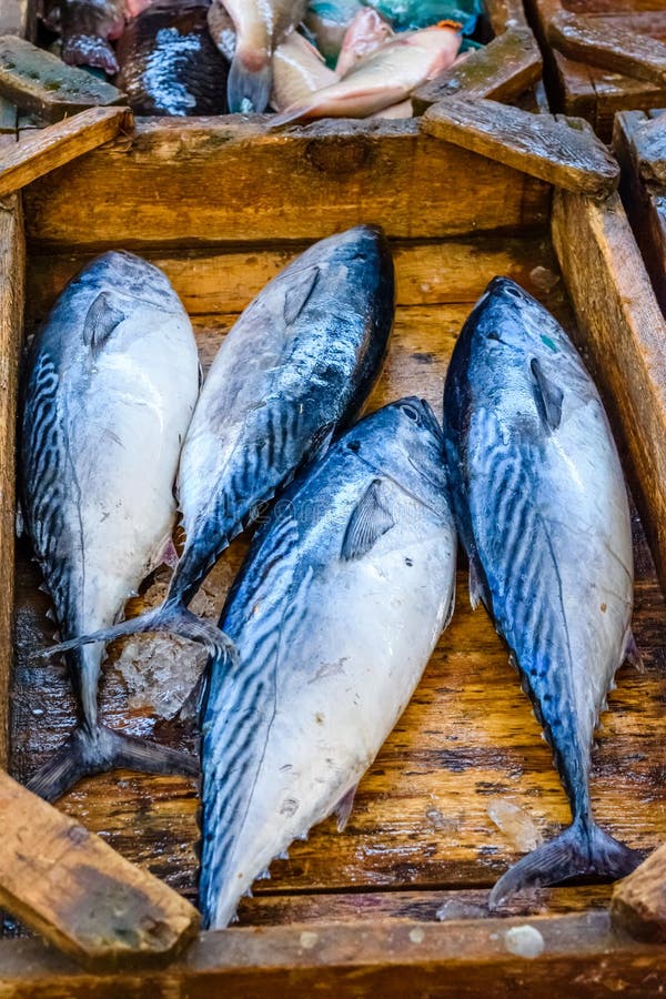 Thons sur la poissonnerie dans une ville de Hurghada, Egypte images libres de droits Thons sur la poissonnerie dans une ville de Hurghada, Egypte images libres de droits