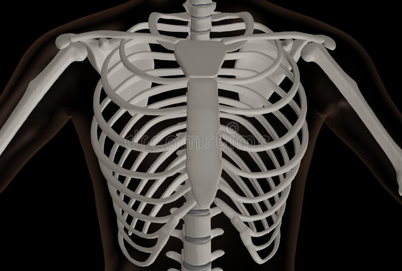 Thoracic Cavity Goimages Techno