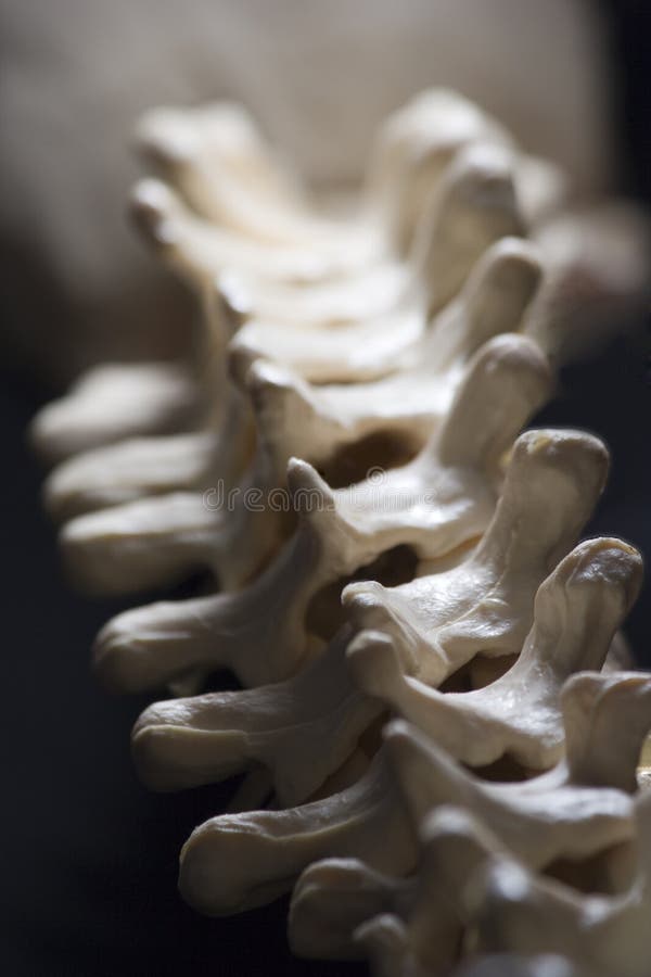 Thoracic Spine stock image. Image of vertebrate, vertebrae - 12526557