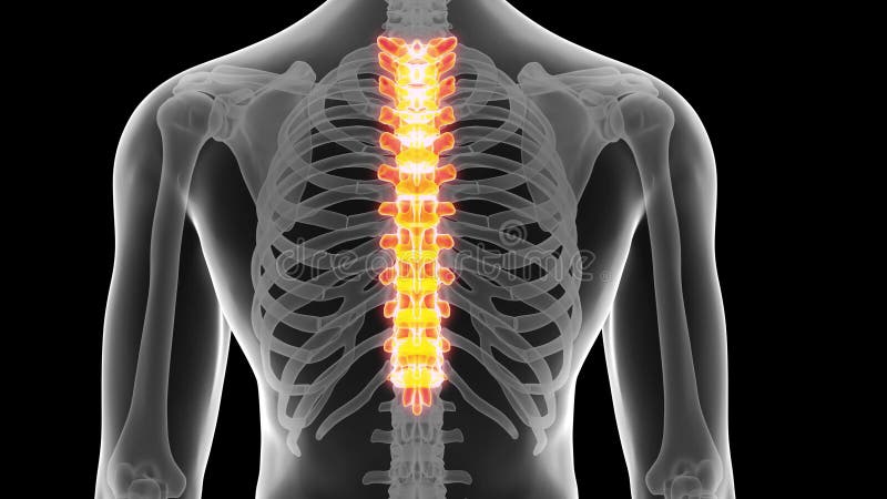 The thoracic spine stock video. Video of anatomy, body - 69595997 The thoracic spine stock video. Video of anatomy, body - 69595997