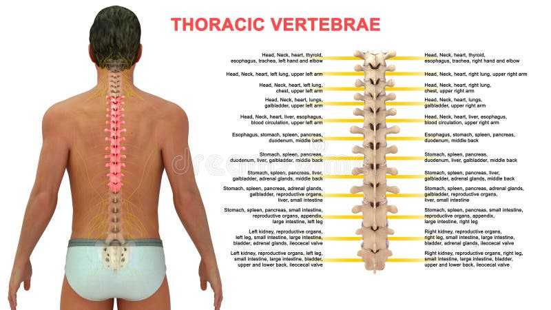 Spine Anatomy Part 3 Thoracic Spine Saratoga Spine - vrogue.co