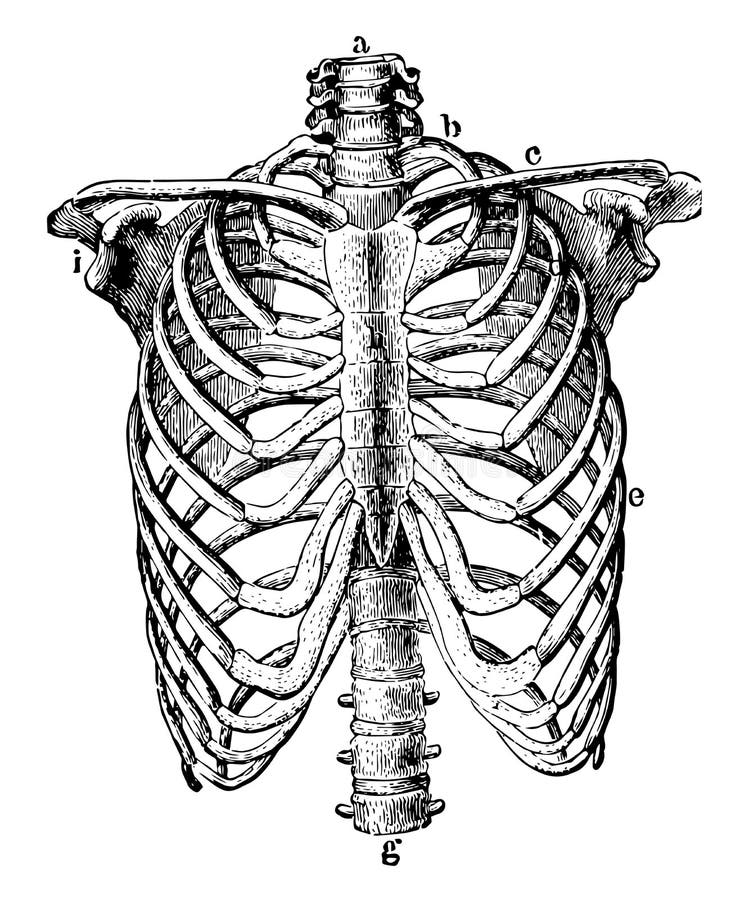 Thorax Skeleton, Vintage Illustration Stock Vector - Illustration of ...