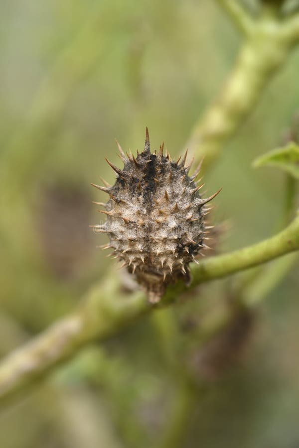 Thorn apple stock image. Image of close, trumpet, jimsonweed 237724089