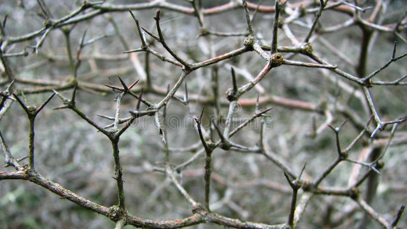 Thorn Branch Detail