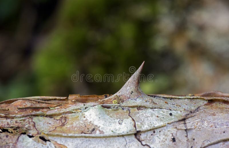 Thorn, pain symbol